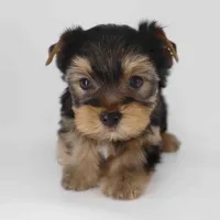 Romeo, a male Yorkshire Terrier for sale in Los Angeles, CA – Photo 5 of 5