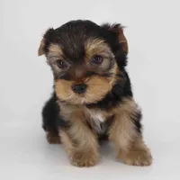 Romeo, a male Yorkshire Terrier for sale in Los Angeles, CA – Photo 2 of 5