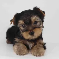Romeo, a male Yorkshire Terrier for sale in Los Angeles, CA – Photo 1 of 5