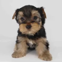 Romeo, a male Yorkshire Terrier for sale in Los Angeles, CA – Photo 4 of 5