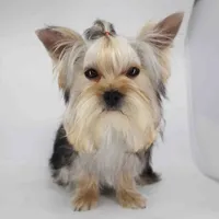 Toby, a male Yorkshire Terrier for sale in Los Angeles, CA – 1 of 3