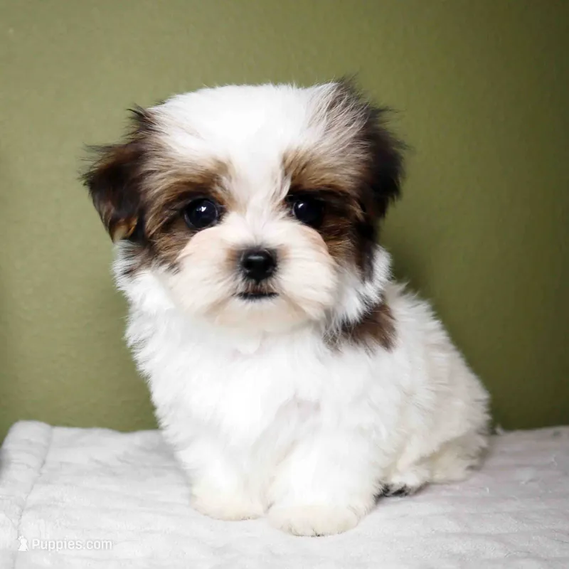 Mochi – Maltese, Mal Shi puppy for sale in Los Angeles, CA
