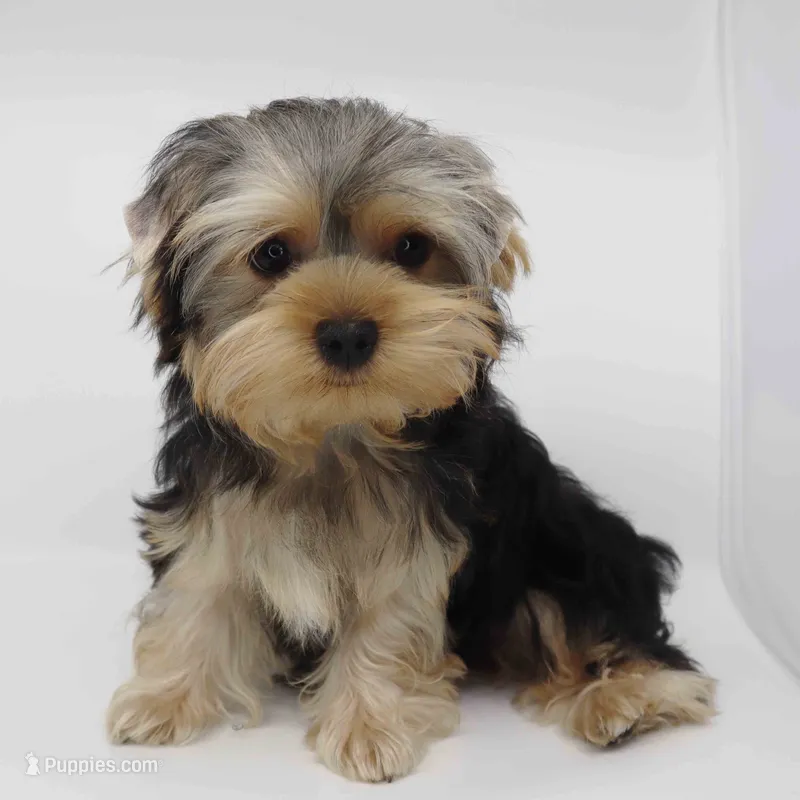 Hera, a female Yorkshire Terrier for sale in Los Angeles, CA – 1 of 4