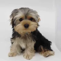 Hera, a female Yorkshire Terrier for sale in Los Angeles, CA – 1 of 4
