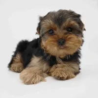 Peacan, a male Yorkshire Terrier for sale in Los Angeles, CA – Photo 1 of 5