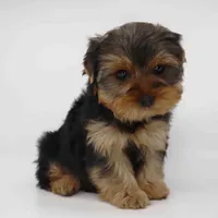 Peacan, a male Yorkshire Terrier for sale in Los Angeles, CA – Photo 3 of 5