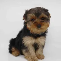 Peacan, a male Yorkshire Terrier for sale in Los Angeles, CA – Photo 5 of 5
