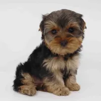 Peacan, a male Yorkshire Terrier for sale in Los Angeles, CA – Photo 2 of 5