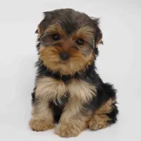Peacan, a male Yorkshire Terrier for sale in Los Angeles, CA – Photo 4 of 5