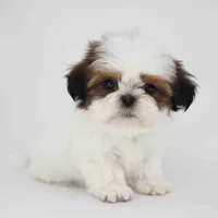 Teddy, a male Shih Tzu for sale in Los Angeles, CA – 5 of 5