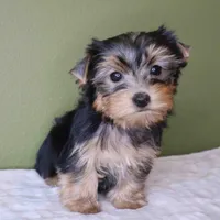 Gem, a female Yorkshire Terrier for sale in Los Angeles, CA – 4 of 4