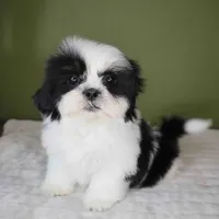Oreo, a female Shih Tzu for sale in Los Angeles, CA – 2 of 5