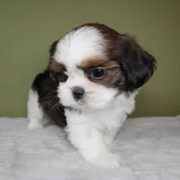 Cove, a female Shih Tzu for sale in Los Angeles, CA – 2 of 6