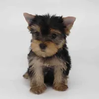 Daisy, a female Yorkshire Terrier for sale in Los Angeles, CA – 1 of 5