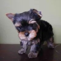 Sol, a male Yorkshire Terrier for sale in Los Angeles, CA – 4 of 5