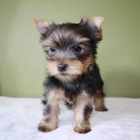 Sugar, a male Yorkshire Terrier for sale in Los Angeles, CA – 2 of 5