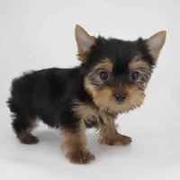 Toby, a male Yorkshire Terrier for sale in Los Angeles, CA – 2 of 5