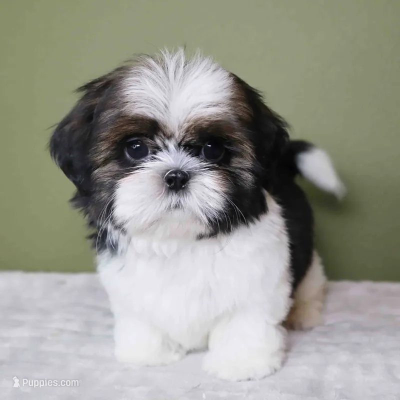 Teddy – Shih Tzu puppy for sale in Los Angeles, CA