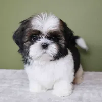 Teddy, a male Shih Tzu for sale in Los Angeles, CA – 1 of 5