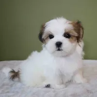 Bombi, a female Mal Shi for sale in Los Angeles, CA – 3 of 5