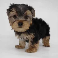 Breeze, a male Yorkshire Terrier for sale in Los Angeles, CA – 3 of 5