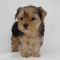 Gia, a female Yorkshire Terrier for sale in Los Angeles, CA – Photo 2 of 5