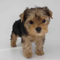 Gia, a female Yorkshire Terrier for sale in Los Angeles, CA – Photo 5 of 5