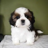 Aster, a female Shih Tzu for sale in Los Angeles, CA – 4 of 5