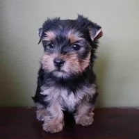 Sunny, a male Yorkshire Terrier for sale in Los Angeles, CA – 5 of 5