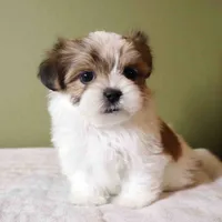 Miso, a male Shih Tzu and Mal Shi for sale in Los Angeles, CA – 4 of 6
