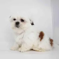 Romeo, a male Shih Tzu for sale in Los Angeles, CA – Photo 4 of 4