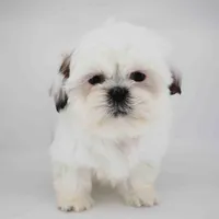 Romeo, a male Shih Tzu for sale in Los Angeles, CA – Photo 1 of 4