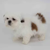 Romeo, a male Shih Tzu for sale in Los Angeles, CA – Photo 3 of 4