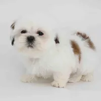 Romeo, a male Shih Tzu for sale in Los Angeles, CA – Photo 3 of 4