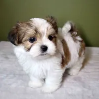 Miso, a male Shih Tzu and Mal Shi for sale in Los Angeles, CA – 6 of 6