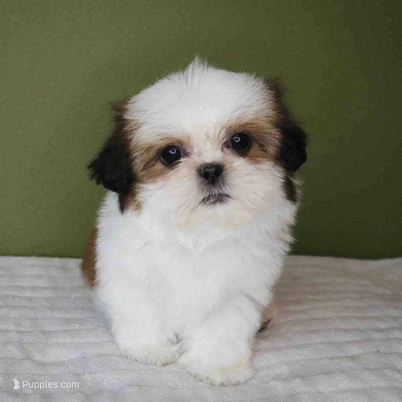 Cherry – Shih Tzu puppy for sale in Los Angeles, CA