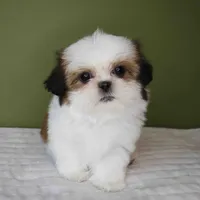 Cherry, a female Shih Tzu for sale in Los Angeles, CA – 1 of 5