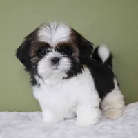 Teddy, a male Shih Tzu for sale in Los Angeles, CA – 3 of 5