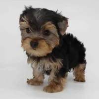 Breeze, a male Yorkshire Terrier for sale in Los Angeles, CA – 2 of 5