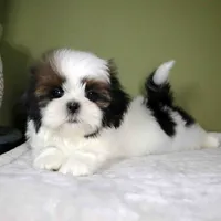 Rio, a male Shih Tzu for sale in Los Angeles, CA – 4 of 5