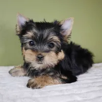 Pumpkin, a male Yorkshire Terrier for sale in Los Angeles, CA – 4 of 5