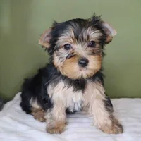 Peridot , a female Yorkshire Terrier for sale in Los Angeles, CA – 3 of 4
