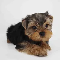 Sunny, a male Yorkshire Terrier for sale in Los Angeles, CA – 2 of 5
