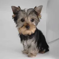 Adora, a female Yorkshire Terrier for sale in Los Angeles, CA – 2 of 5