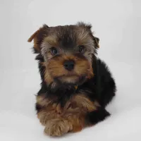 Mochi, a male Yorkshire Terrier for sale in Los Angeles, CA – 5 of 5