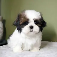 Rio, a male Shih Tzu for sale in Los Angeles, CA – 3 of 5