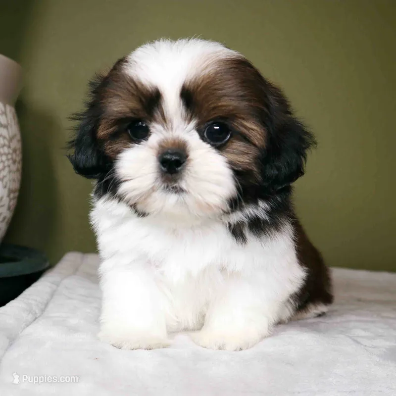 Koda – Shih Tzu puppy for sale in Los Angeles, CA
