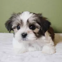 Enzo, a male Shih Tzu and Mal Shi for sale in Los Angeles, CA – 3 of 7