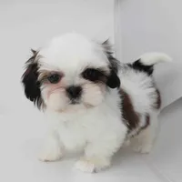 Pumpkin, a male Shih Tzu for sale in Los Angeles, CA – Photo 2 of 4