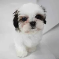 Pumpkin, a male Shih Tzu for sale in Los Angeles, CA – Photo 1 of 4